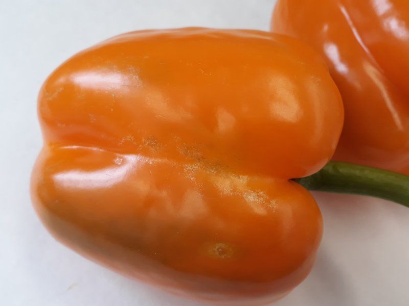 Pepper disorders and diseases